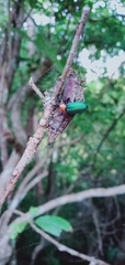 Prionocerus coeruleipennis