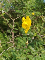 Chamaecrista greggii