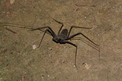 Paraphrynus laevifrons