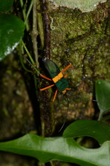 Paryphes