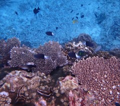 Pycnochromis margaritifer