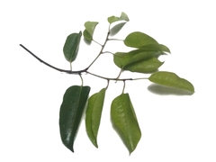 Ficus stricta
