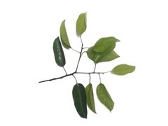 Ficus stricta
