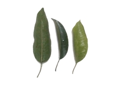 Ficus stricta