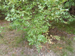 Zanthoxylum hirsutum