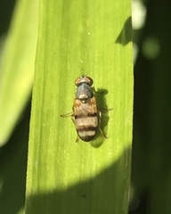Chaetopsis fulvifrons