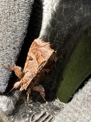 Callopistria floridensis