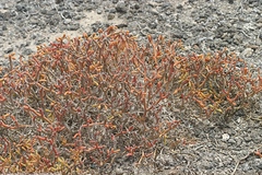 Sesuvium edmonstonei