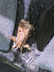 Callopistria floridensis