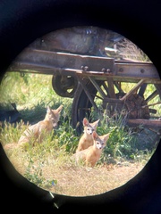 Vulpes macrotis mutica