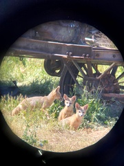 Vulpes macrotis mutica