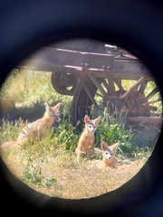 Vulpes macrotis mutica