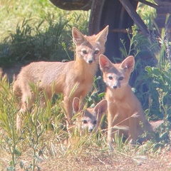 Vulpes macrotis mutica