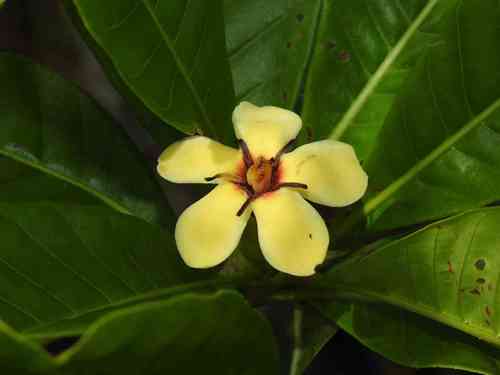 Genipa spruceana