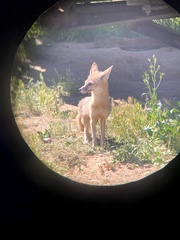 Vulpes macrotis mutica