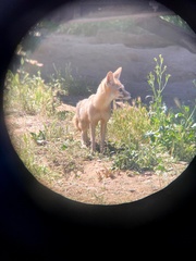 Vulpes macrotis mutica