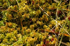 Sphagnum majus