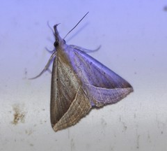 Hypena conscitalis