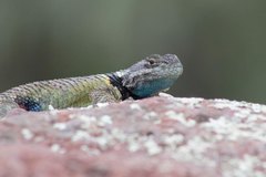 Sceloporus mucronatus