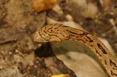 Trimorphodon biscutatus