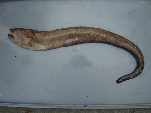 Spottail Moray