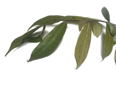 Ficus tinctoria gibbosa