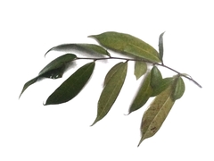 Ficus tinctoria gibbosa