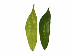 Ficus tinctoria gibbosa