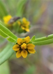 Melampodium sericeum