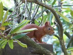 Sciurus vulgaris