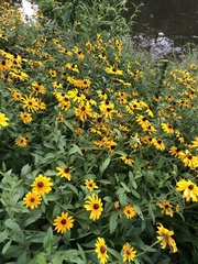 Rudbeckia hirta