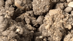 Pseudomethoca propinqua