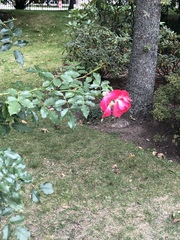 Rosa