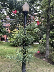 Rosa