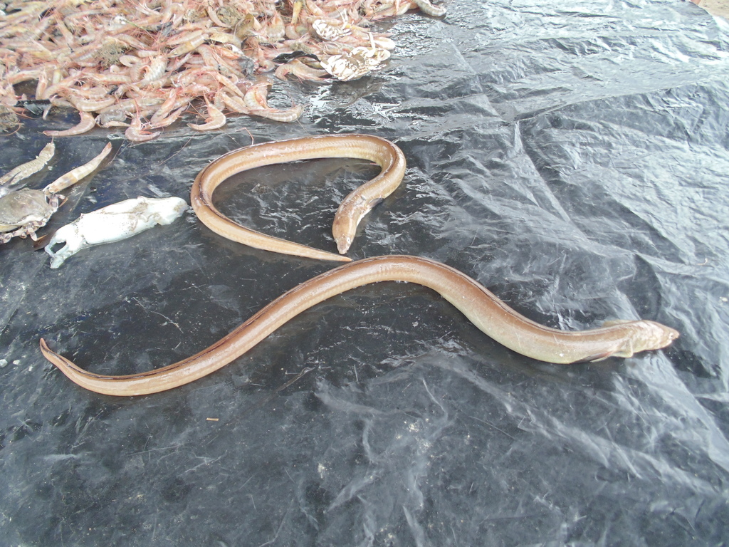 Punctuated Snake-Eel