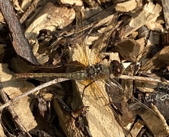 Sympetrum semicinctum