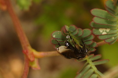 Frieseomelitta nigra