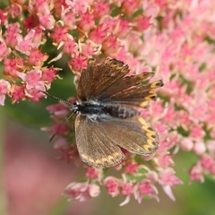 Plebejus melissa