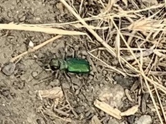 Cicindela