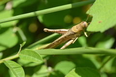 Schistocerca alutacea