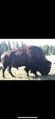Bison