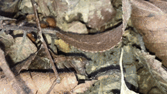 Pseudomethoca oceola