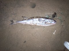 Oceanic Puffer photo 5
