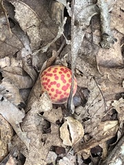 Atrusca quercuscentricola