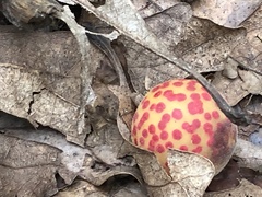 Atrusca quercuscentricola