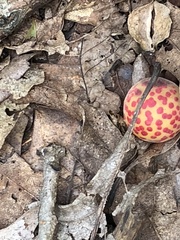 Atrusca quercuscentricola