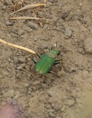 Cicindela