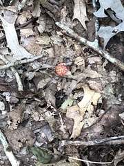 Atrusca quercuscentricola