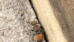 Pseudomethoca propinqua