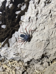 Paraphrynus carolynae
